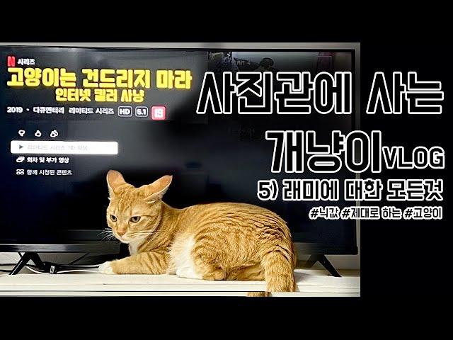 [사진관에사는개냥이]#5 래미에 대한 모든 것ㅣ개냥이ㅣ길냥이ㅣ구조ㅣ길냥이구조