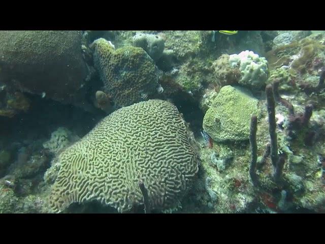 Reserve Cousteau  Guadeloupe Freibeuter Reisen