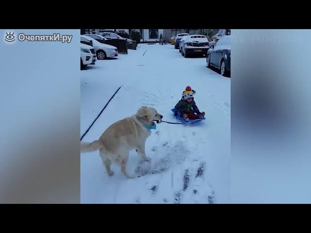 Рождественско новогодние приколы с питомцами