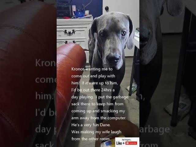 Kronos (our Great Dane) saying come play with me.