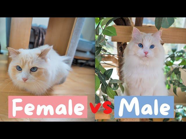 The Key Differences between Male and Female Cats | The Cat Butler