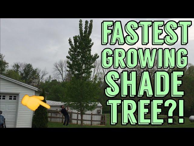 Fastest Growing Shade Tree in America !? Hybrid Poplar Review 3 Years after planting