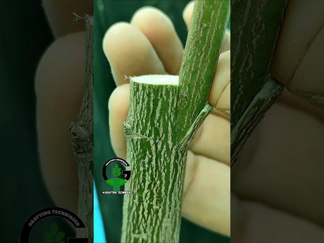 Citrus grafting techniques #fruits #plants #graft #orange #lemon