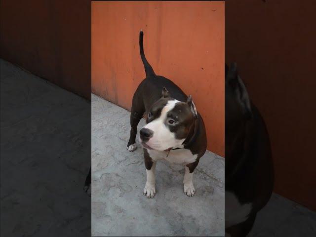 Mafia is very serious about Little baby #pitbull #reels #shorts #viralvideo #viral  #pitbulldog