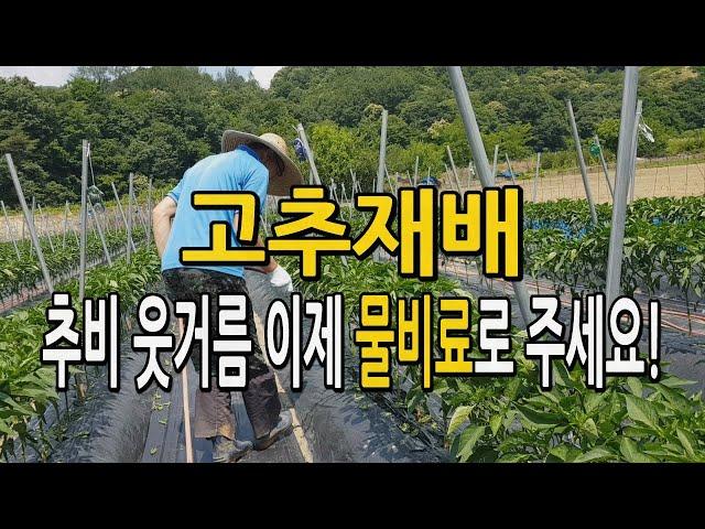 고추재배 추비 웃거름 이제는 물비료로 주세요. 관비농법 액비 고추농사