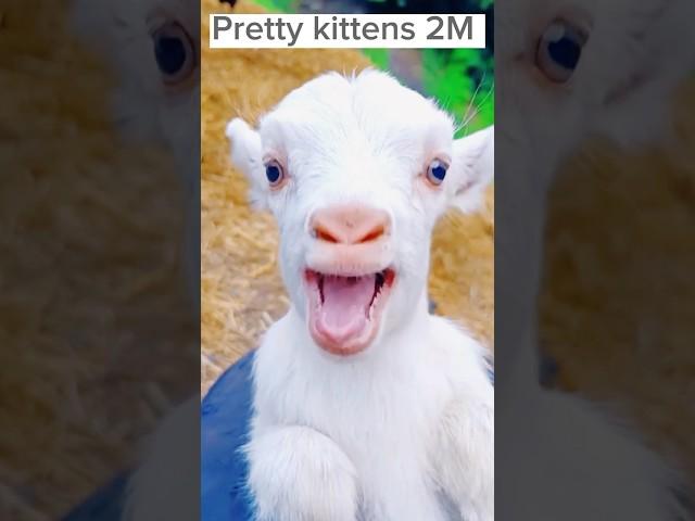 Cute baby goat  sound #youtubeshorts #shortvideo #goat #shorts #goatsounds #viral #tiktok #short