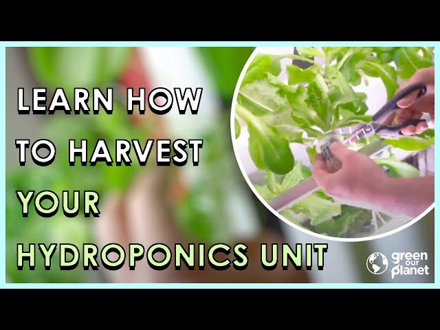 How To Harvest Your Hydroponic Unit