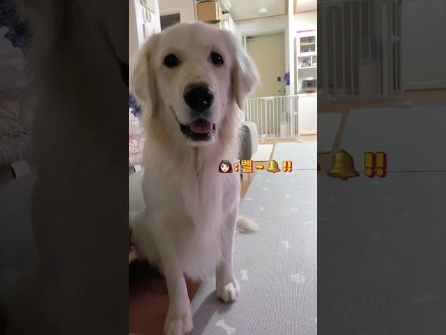 벨튀하는 강아지  #shorts