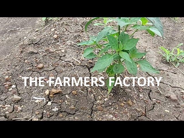 Organic Chilli Crop | #Farmers Factory | slow motion video.