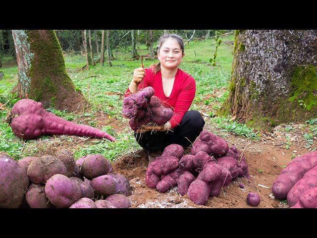 Harvesting Purple Yam for Market Sale - Siamese Duck Stew with Purple Yam | Lucia's daily life