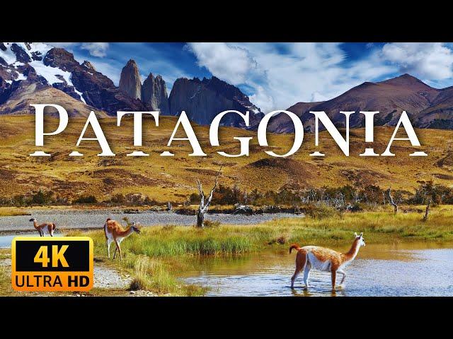 WILD PATAGONIA | Exploring Life at the Edge of the World | Animal Documentary