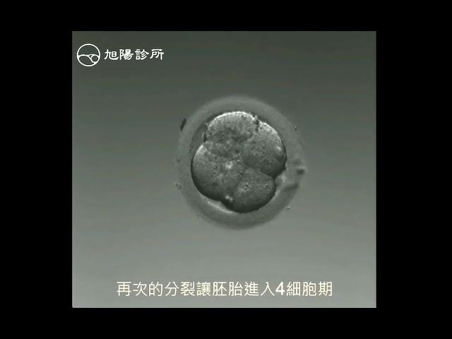 Timelapse - Hatching blastocyst  縮時攝影 - 胚胎的發育