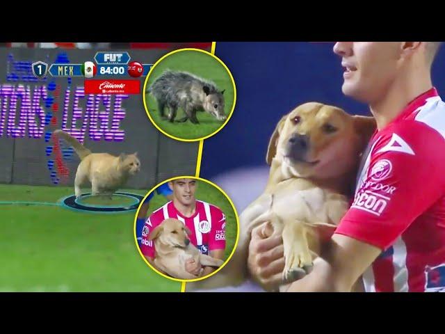  ANIMALES En PARTIDOS Del Fútbol Mexicano