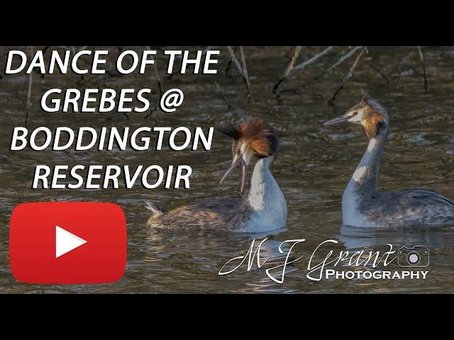 Dancing Great Crested Grebes | Boddington reservoir | Wildlife photography | Bird photography |