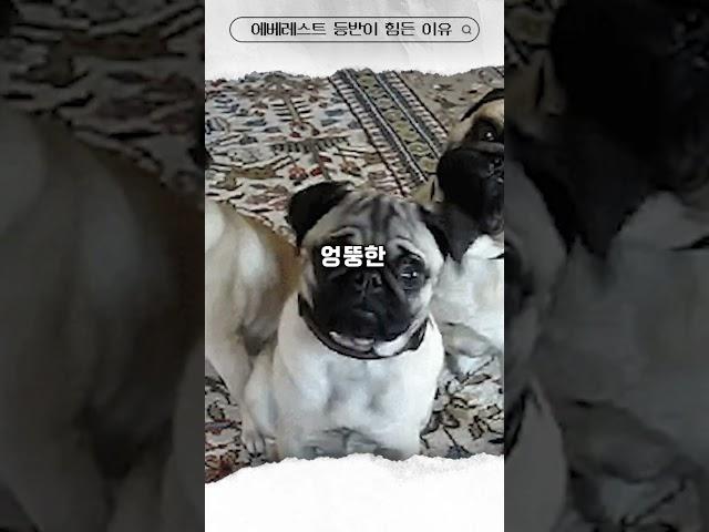 에베레스트 등반 고지를 앞두고 죽을 수 밖에 없는 황당한 이유...#shorts