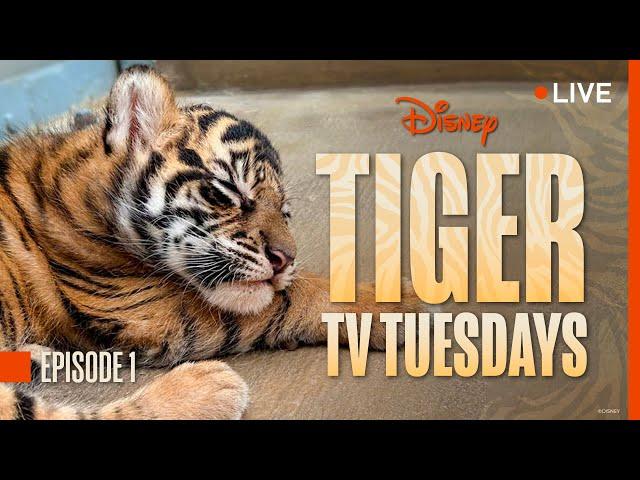 Tiger Tuesday Live! Watch Bakso & Mom’s First Week at Disney’s Animal Kingdom