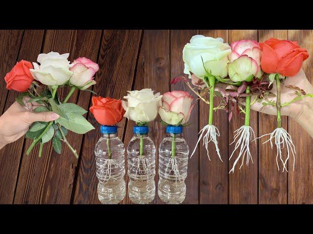 Just water! Roses take root and sprout like crazy in just 1 day