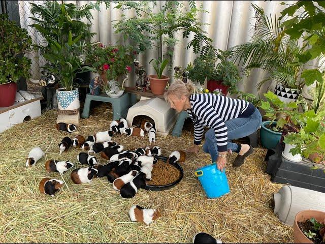 Guinea Pigs and the Blue Tongue Lizard