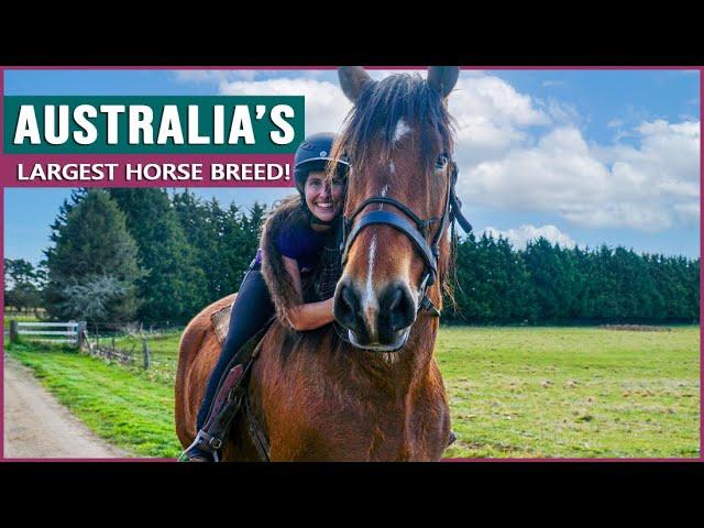 Riding the Australian Draught Horse at Marlie Draught Horse Stud