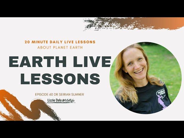 Earth LIVE Lesson with Dr Seirian Sumner : Reasons to Love Wasps