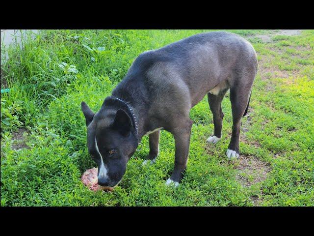 Hachi the Pitsky eats raw chicken meat and bones: ASMR