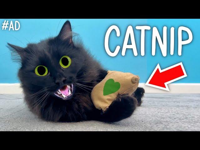 Testing Crazy Catnip Products!