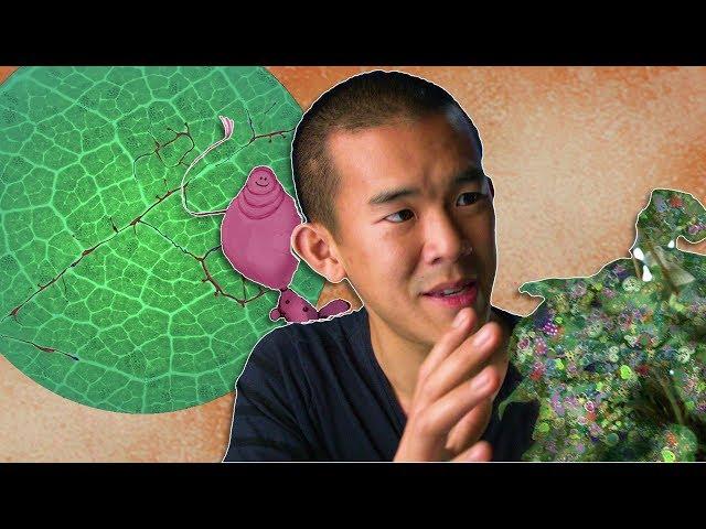 Can a Fungus Save Plants from Global Warming? | I Contain Multitudes