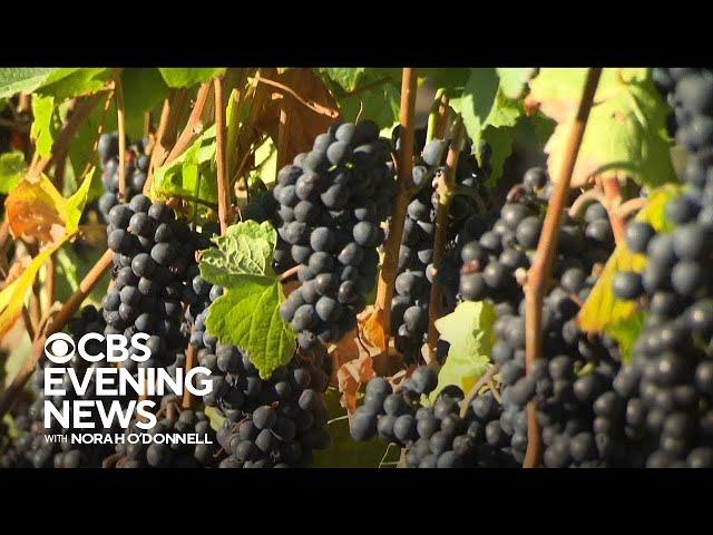 What declining wine sales mean for California's wine grape industry