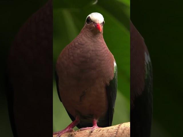 The Diamond Dove Adorably Steps Silently on the Branch #diamonddove