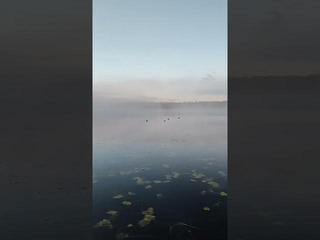 Туман, рассвет, красота, только уток нет.