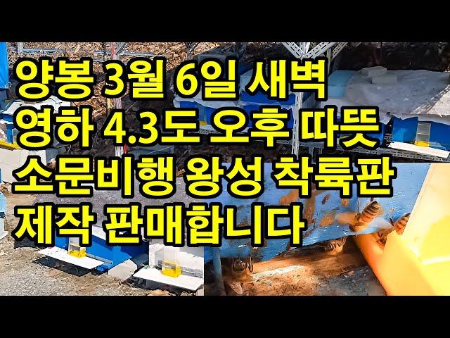 양봉 3월 6일 새벽 영하 4 3도 오후 따뜻 소문비행 왕성 착륙판 제작 판매합니다