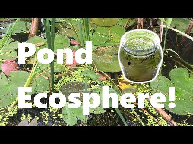 New DIY Ecosphere | DIY Pond Ecosphere