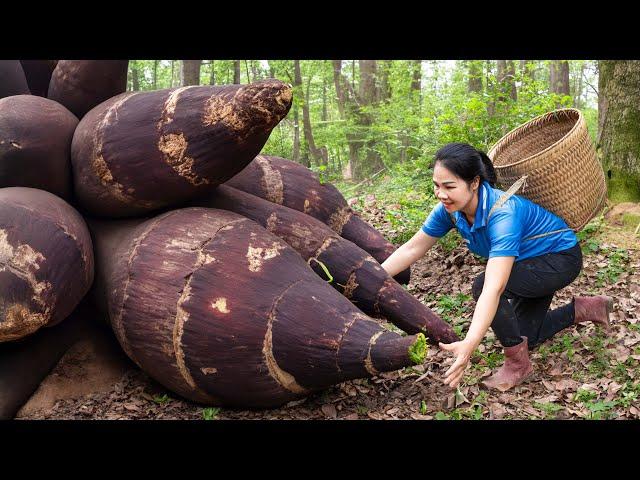 Harvesting World's No. 1 Mutant Cassava Variety Goes to Market Sell | Harvesting and Cooking