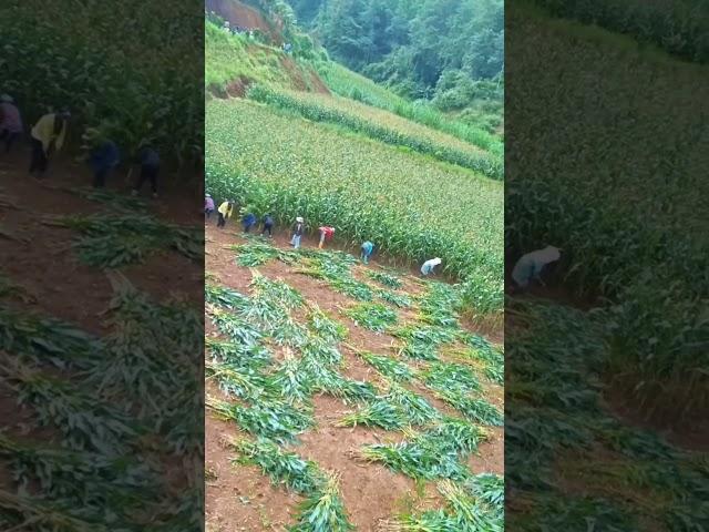 Sweet Corns Harvest On The Mountain #satisfying #shortsvideo