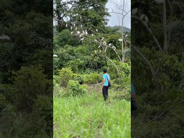 Bóng dáng quê hương #2qvlogs #2qvlogscuocsongchauphi