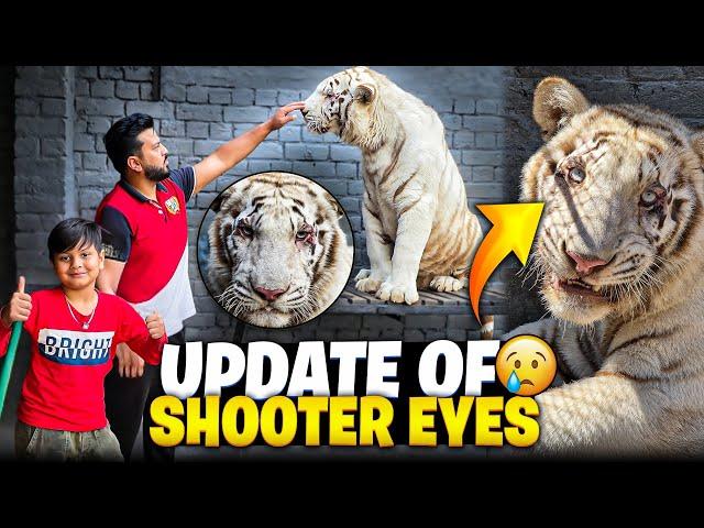 White Tiger ki Eyes Ab Kesi hain ?  | Meggi Chicke khany k Ly Lion Sy Lar pari  | Nouman Hassan