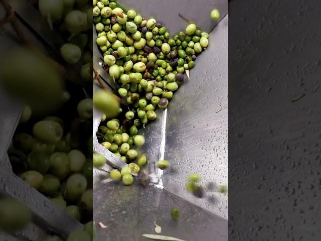 You won’t believe how olives are harvested!#olive #oliveharvest #shorts #video #vialshorts