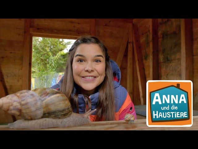 Achatschnecke | Information für Kinder | Anna und die Haustiere