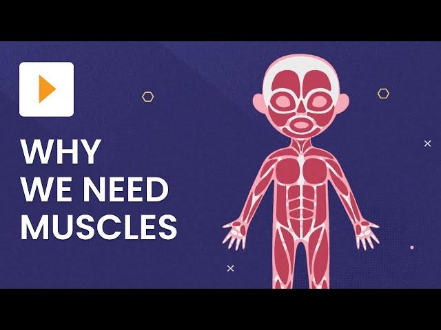 Types of Muscles and What They’re Made From | Science | ClickView