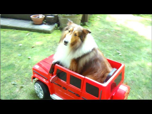 Sheltie driving Mercedes-BenzG500