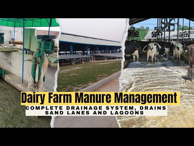 Dairy Farm Manure Management | Drainage System | Sand Lane | Lagoon | Mezan Dairy