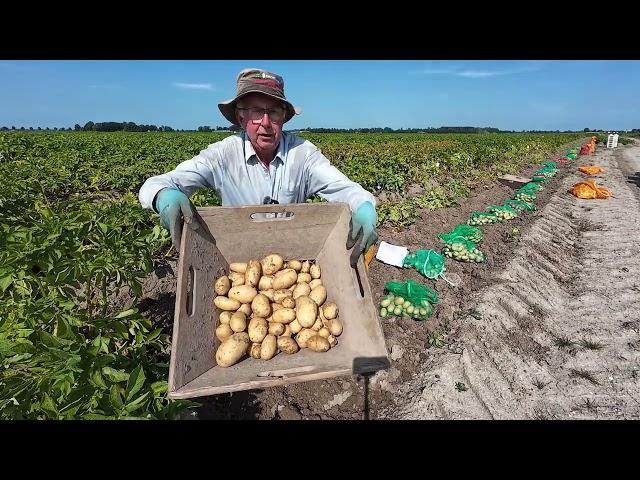 potato breeding #216 seed potatoes second year clones selecting for new varieties.