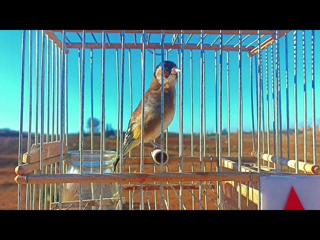A female goldfinch call for mating | female goldfinch call | female goldfinch singing