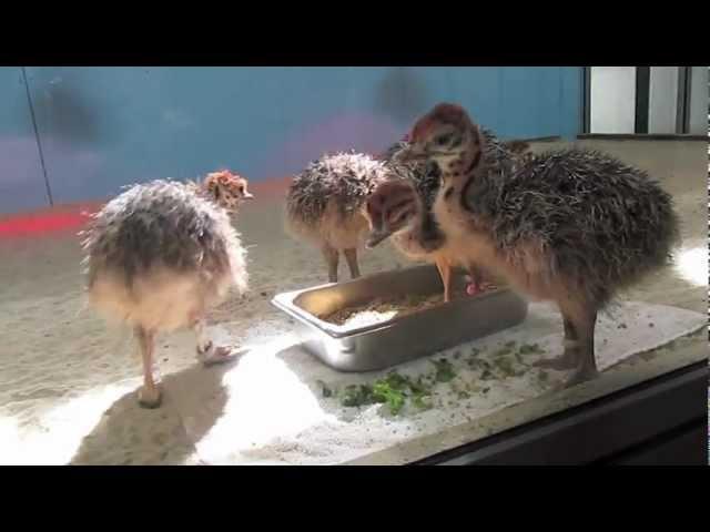 Ostrich Chicks at the California Academy of Sciences