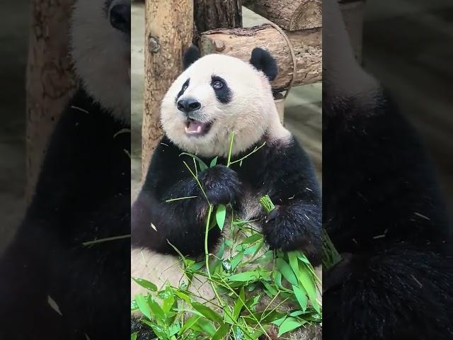 小吃货杭四胖大熊猫香果 吃货 视频来源于网络