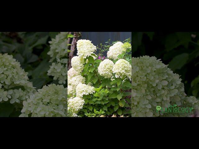 Little Lime Hydrangea