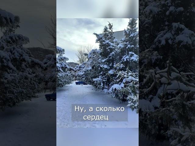 МОХНАТЫЕ ЕЛИ