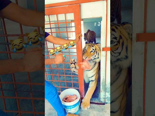 Tiger is out from cage#savelions #bengaltiger #tiger #animals #tigers #shorts