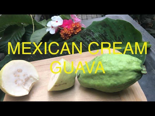 MEXICAN CREAM GUAVA - In my Garden