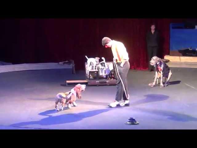 Комическая дрессура собак. Цирк Якубовские шоу с собачками. Yakubovskie.ru dog-show CIRCUS